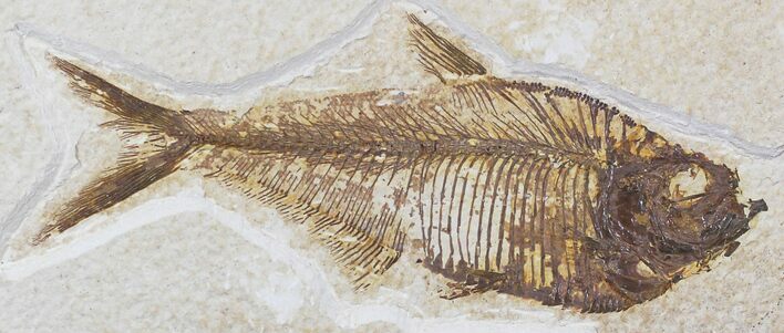 Diplomystus Fossil Fish - Wyoming #22358